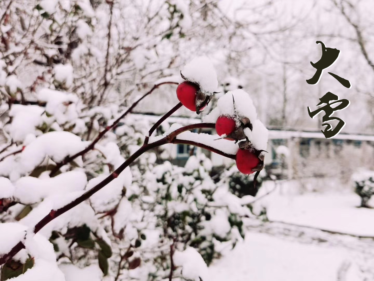 大雪 ▎萬象曉一色，皓然天地中