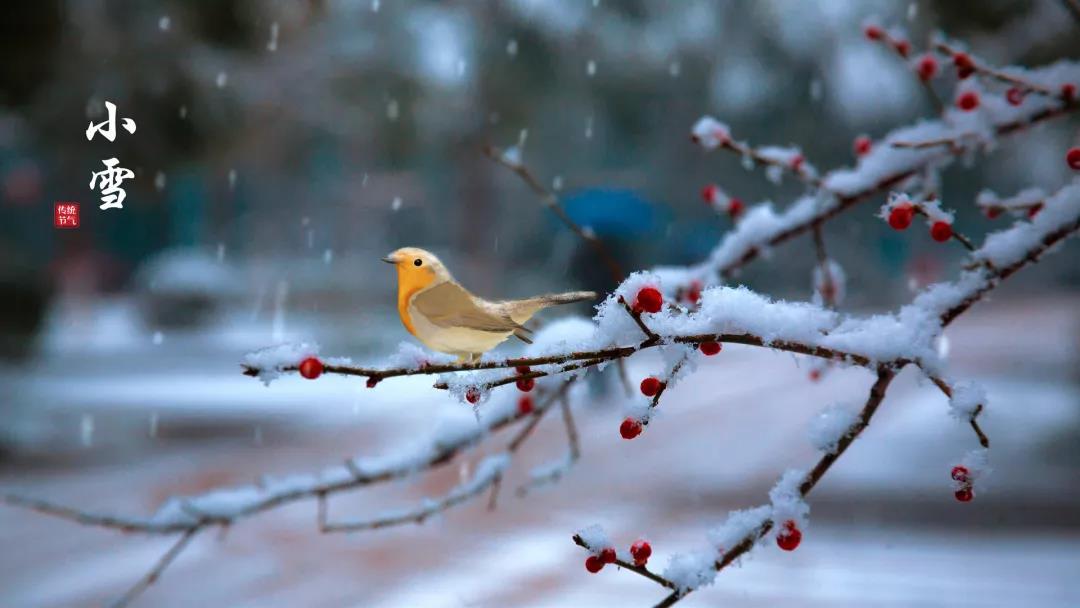 小雪 ▎等一地雪白，與歲月慢酌